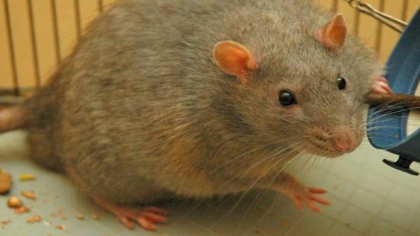 क्या हैं लक्षण? क्या हैं लक्षण?