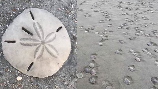 चार इंच होता है आकार