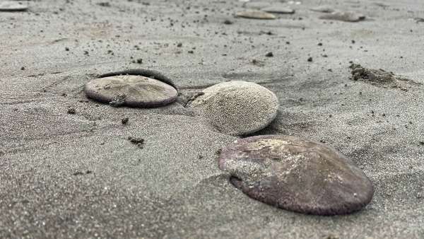 अमेरिका के तट पर भी अजीब घटना