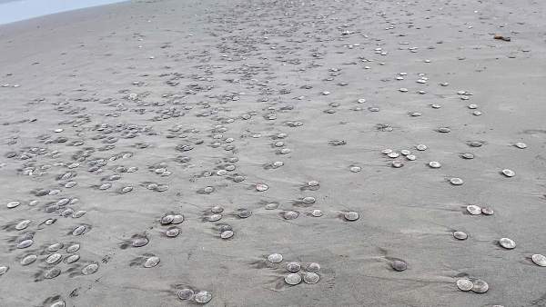 इंसानों की दखल का नतीजा तो नहीं