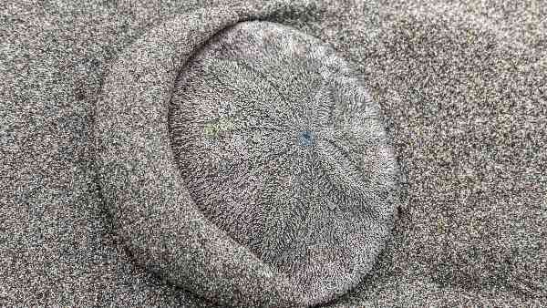 ज्वार के साथ तट पर पहुंचे