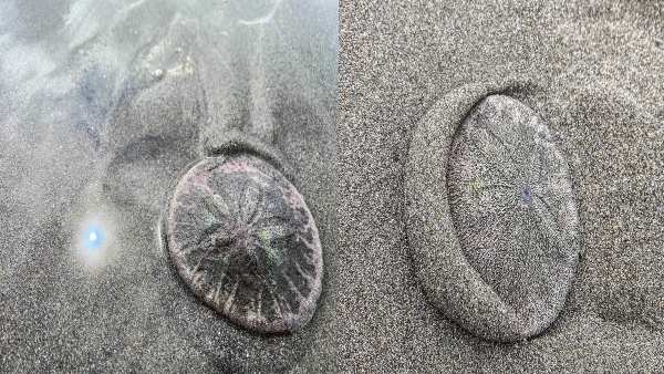 आकार औसतन तीन से चार इंच तक 