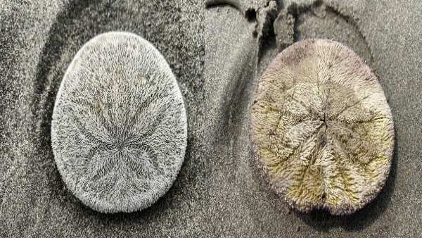 लाखों छोटे-छोटे कांटों से ढका होता खोल