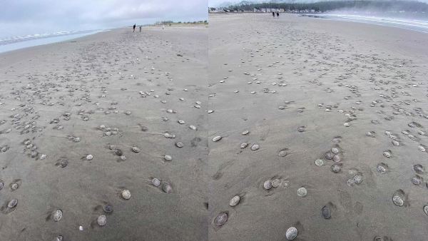 रेत में फंसे होने के बाद अभी भी जिंदा