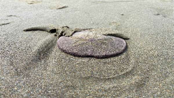 हाई टाइड की वजह से समुद्र से बाहर आए जीव!