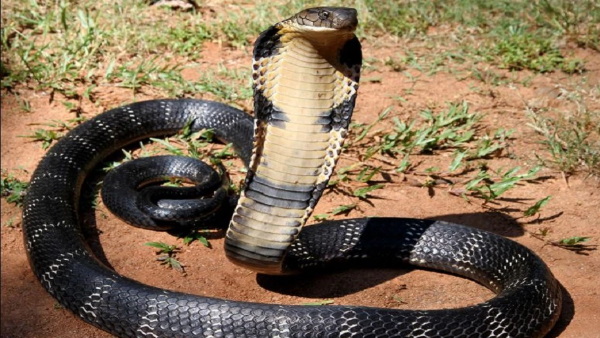 विशेषज्ञों ने क्या कहा?