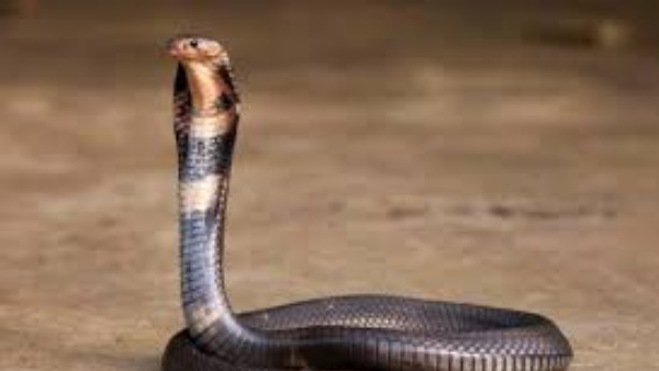 चीन में पसंद किया जाता है सांपों का सूप