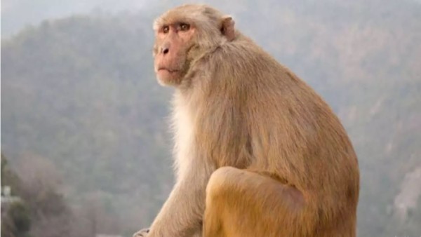 पालतू बंदर को टॉर्चर