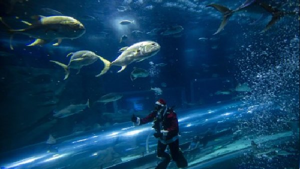 68,000 से अधिक समुद्री जीवों का घर