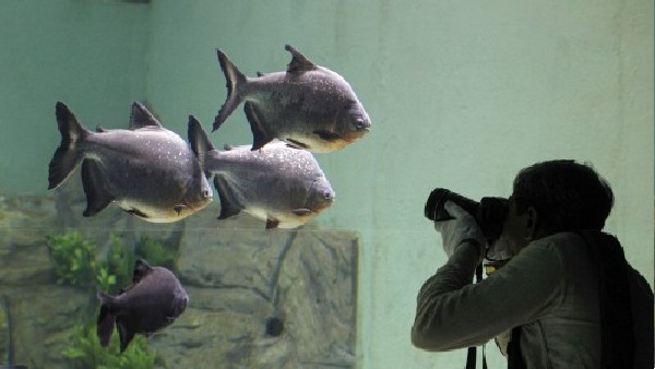  जानिए दुनिया के सबसे बड़े एक्वेरियम