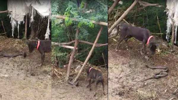 राजस्थान से भी ऐसा मामला