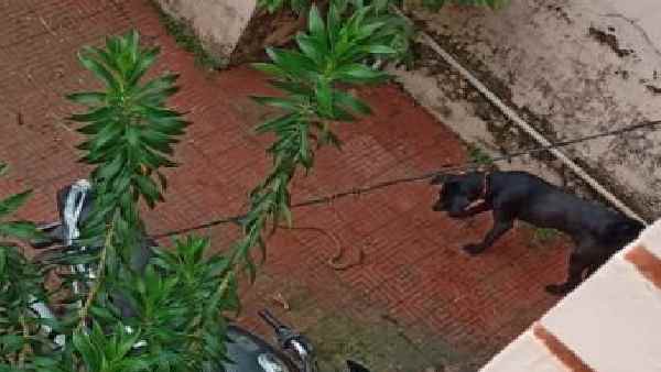 हीरो की तरह सांप से लड़ रहा था कुत्ता हीरो की तरह सांप से लड़ रहा था कुत्ता