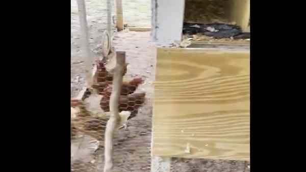 मुर्गियों के अंडे खाने के लिए ही घुसा था सांप 