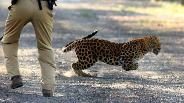 डर के मारे रातभर नहीं सोए गांव वाले