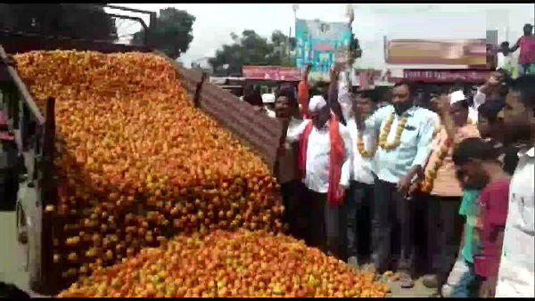 Farmers of Nashik Aurangabad throw tons of tomatoes on highways due to low procurement rates