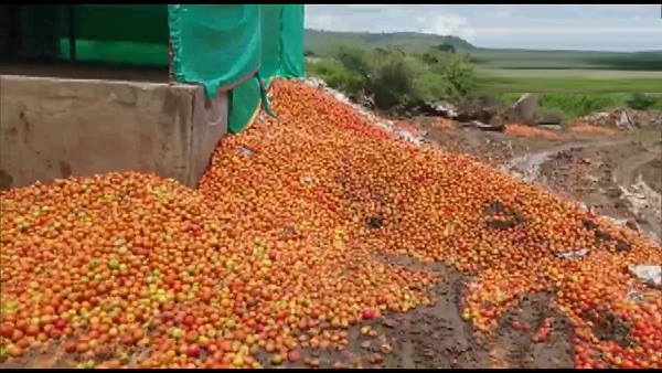 Farmers of Nashik Aurangabad throw tons of tomatoes on highways due to low procurement rates