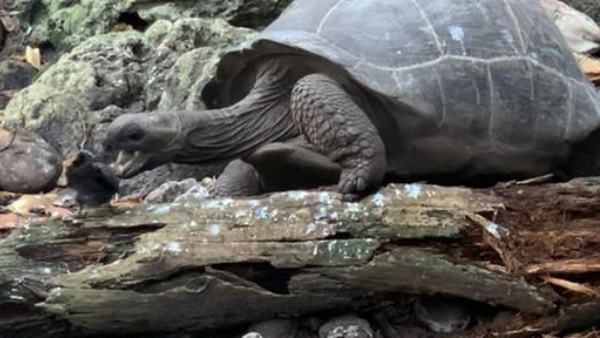 'कछुए की चाल से उसके इरादे महसूस हो रहे थे'