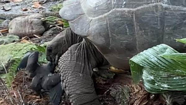 'यह वीडियो हमारे सामने पहला सबूत'