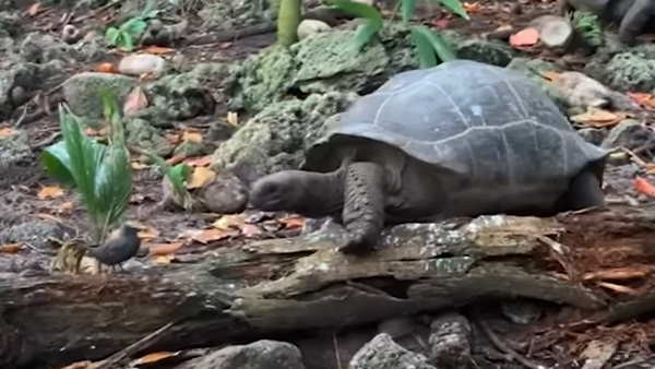 'कछुआ अजीबोगरीब तरीके से आगे बढ़ रहा था'