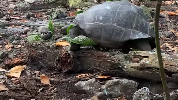 'कछुओं का ऐसा व्यवहार पहले कभी नहीं देखा