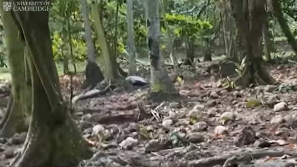 'जब गोरिल्लों को मारते हुए देखे गए थे चिंपैंजी'