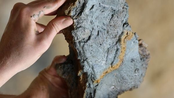 क्या भूकंप में मारे गये थे सभी जीव?