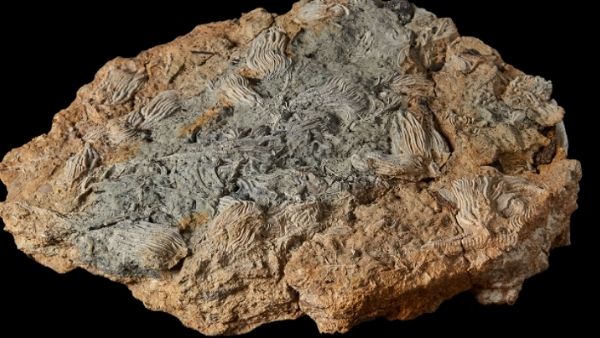 लाखों जीव हैं धरती में दफ्न