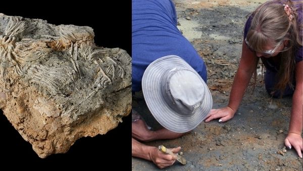 ये जुरासिक जीव कैसे दिखते थे?