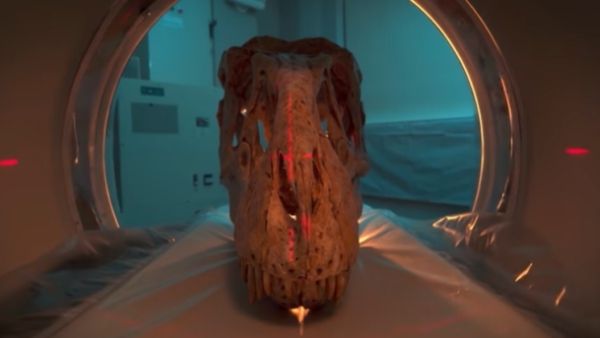 55 फीट लंबा होगा डायनोसोर 55 फीट लंबा होगा डायनोसोर