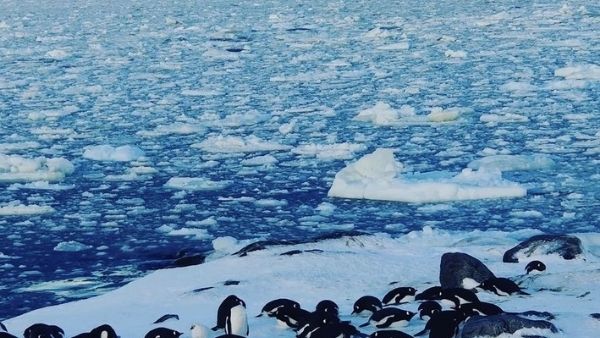 अंटार्कटिका का जीवन चक्र हुआ खराब