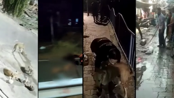 जानवरों के साथ क्रूरता लोगों को आती है पसंद