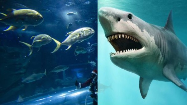 'पहली बार इतने करीब से शार्क देखी' 'पहली बार इतने करीब से शार्क देखी'