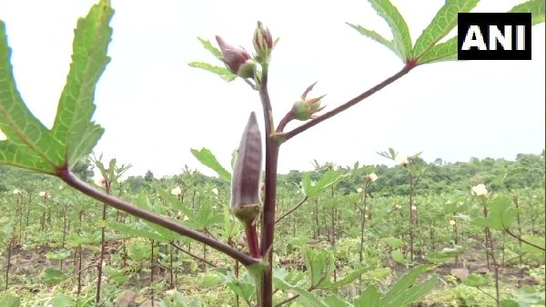 न्यूट्रिशियन और हेल्थ के लिए बेहद खास न्यूट्रिशियन और हेल्थ के लिए बेहद खास