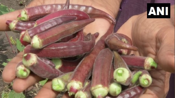 आम भिंडी के मुकाबले 5-7 गुना महंगी आम भिंडी के मुकाबले 5-7 गुना महंगी