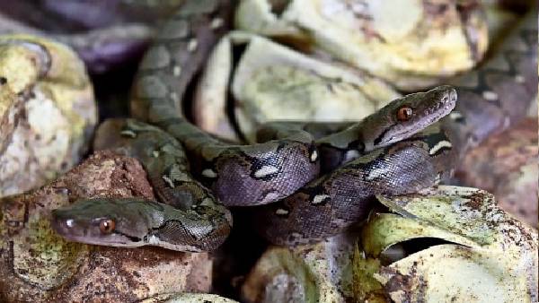 ऑस्ट्रेलिया में सांपों के हमले की घटना