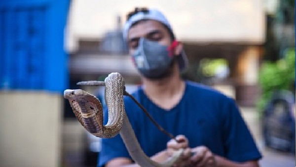 समुद्री सांप ज्यादा खतरनाक और विषैले 