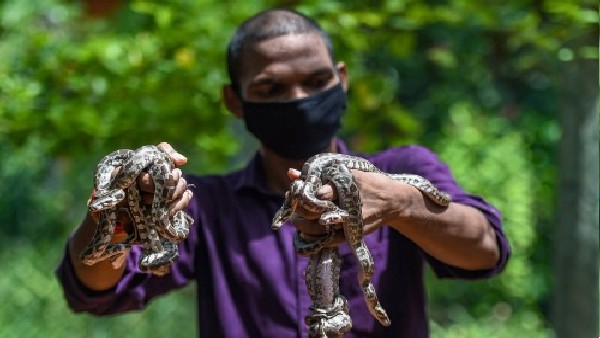 मैक्वेरी यूनिवर्सिटी की रिसर्च से मिला जवाब