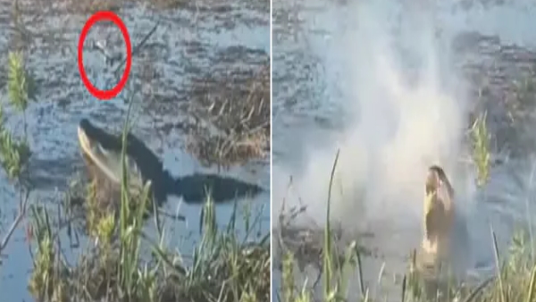 मगरमच्छ के मुंह के अंदर से धुंआ निकलने लगा मगरमच्छ के मुंह के अंदर से धुंआ निकलने लगा