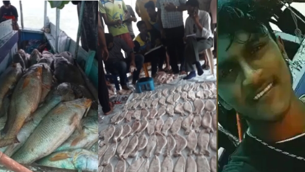 जाल में 175 घोल मछलियां फंसी जाल में 175 घोल मछलियां फंसी