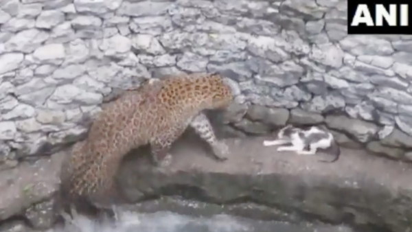 तेंदुआ और बिल्ली आमने-सामने तेंदुआ और बिल्ली आमने-सामने