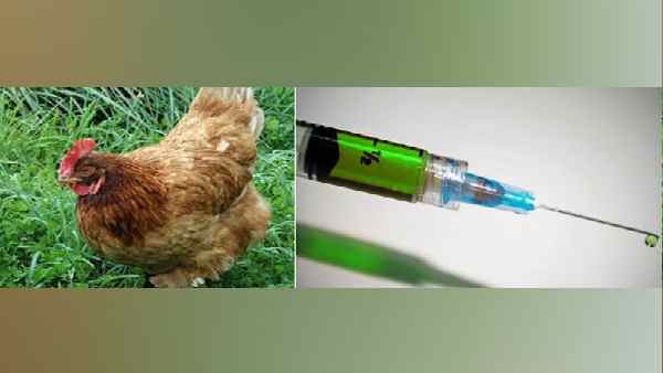 चीन में बच्चों को दिया जा रहा है मुर्गे के खून का इंजेक्शन