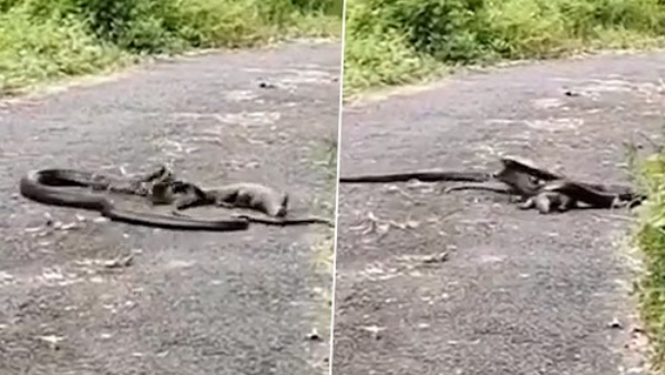 छिपकली पर नहीं हुआ कोई असर छिपकली पर नहीं हुआ कोई असर