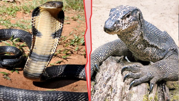 किंग कोबरा और छिपकली जंग किंग कोबरा और छिपकली जंग