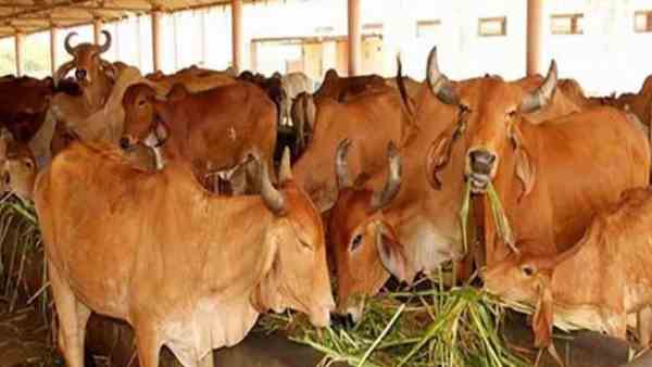 गायों के लिए मास्क का डिजाइन