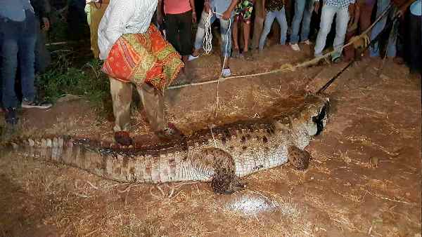 वाइल्डलाइफ वालों के आने पर शुरू हुआ रेस्क्यू ऑपरेशन वाइल्डलाइफ वालों के आने पर शुरू हुआ रेस्क्यू ऑपरेशन