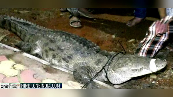 वडोदरा में पानी से बाहर घूम रहे मगरमच्छ