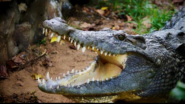 महिला ने शेयर किया