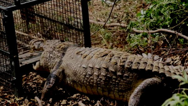 बचाने के लिए उसे पटरी से हटवाया