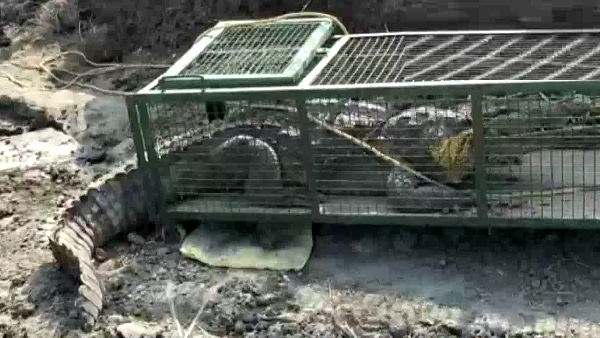 नहीं बचा, कुछ ही मिनटों में मर गया