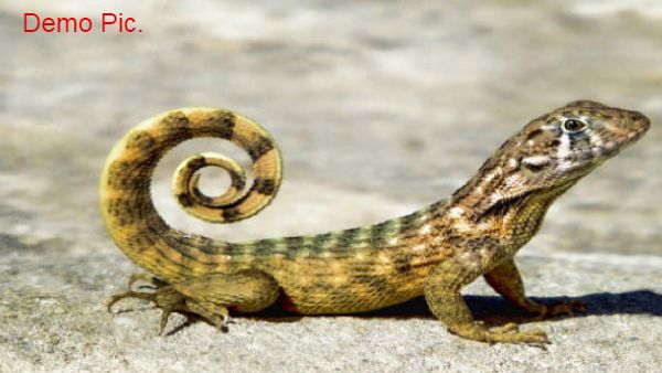 कितनी होती है चिपकली की उम्र?